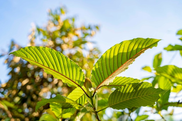 Kratom Mitragyna speciosa green Is a type of drug