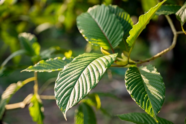 Kratom Mitragyna speciosa green Is a type of drug