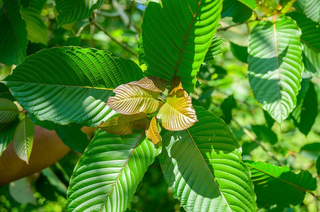 Kratom (Mitragyna speciosa) groen Is een soort medicijn