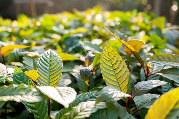 Kratom Mitragyna speciosa groen Is een soort medicijn