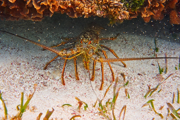 Kreeft in Great Maya-rif in Riviera Maya