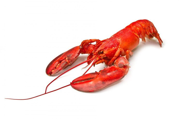 Foto kreeft