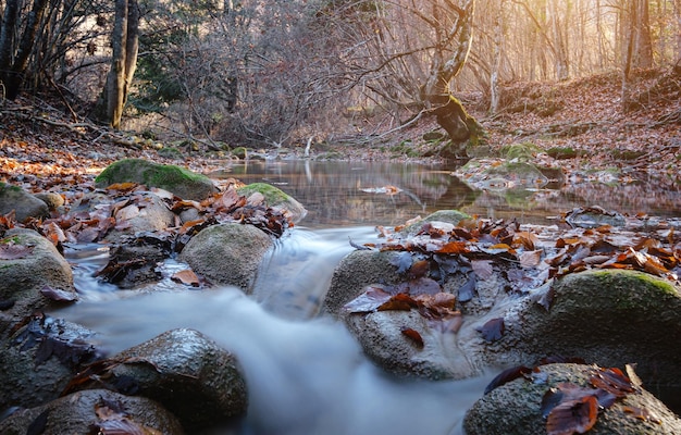 Kreek in de herfst boszonsondergang Herfstseizoen in het bos