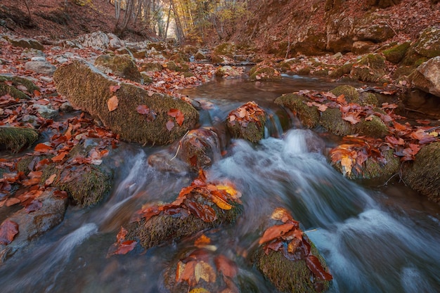 Kreek in de herfst boszonsondergang Herfstseizoen in het bos