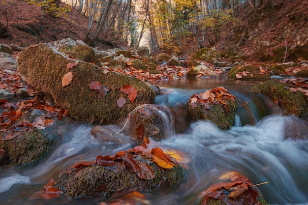 Kreek in de herfst boszonsondergang Herfstseizoen in het bos