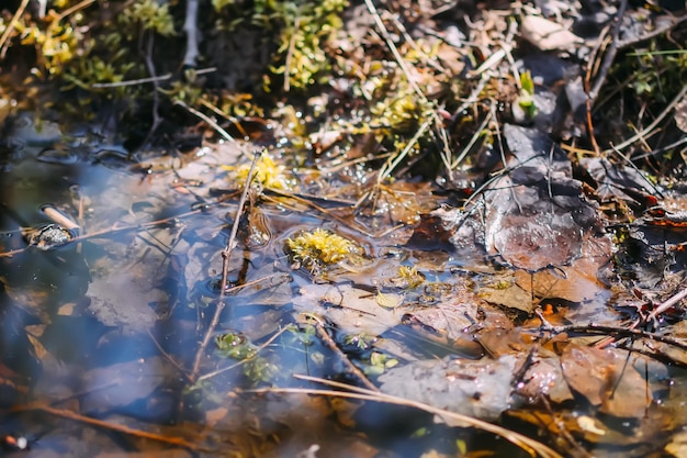 Kreek in een wild bos