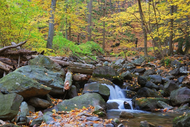 Kreek in het herfstbos