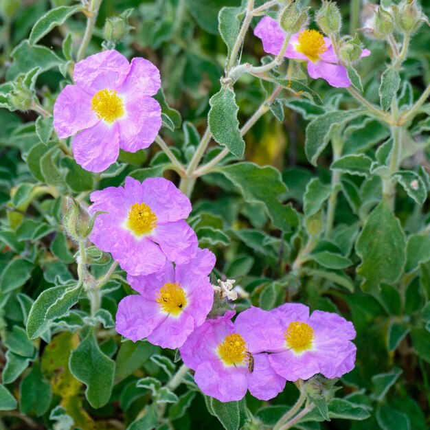 Kretenzische rotsroos (Cistus creticus L.)