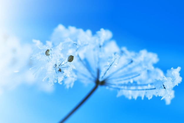 Kristallen sneeuwbloemen tegen de blauwe lucht