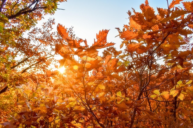 Kroes van bomen met herfstgebladerte tegen de hemel