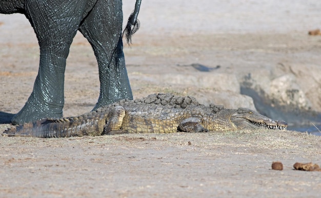 Krokodil bij olifant op het veld in het Hwange National Park