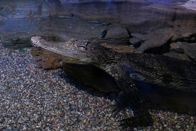 Krokodil close-up. Gevaarlijk reptiel.