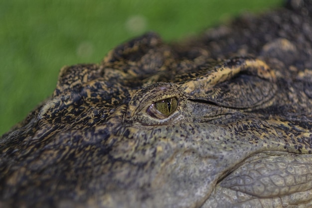 Krokodil close-up oog Alligator Gevaarlijk dierxA