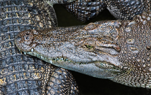 Krokodil close-up