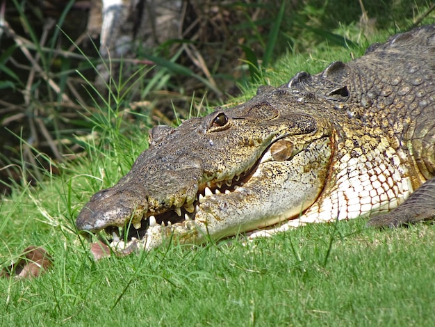 Krokodil die in de zon rust