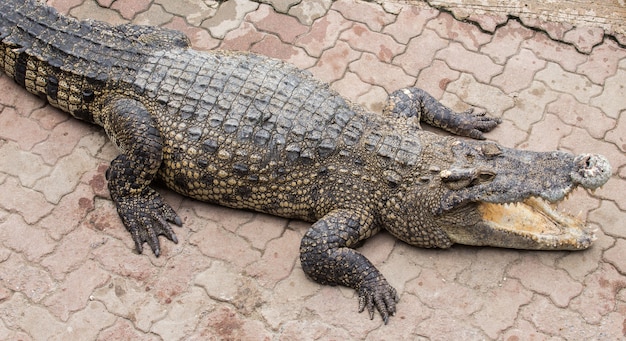 Krokodil die op de vloer ligt