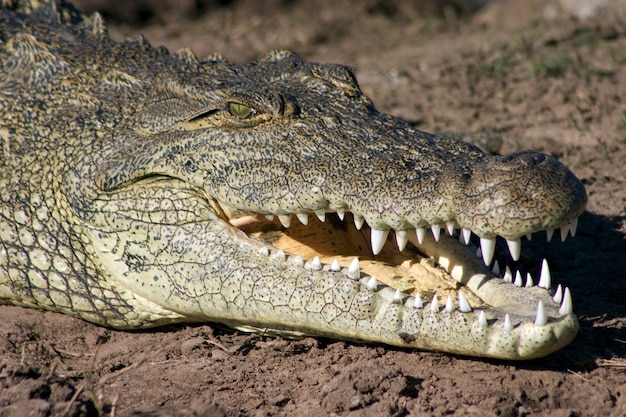 Krokodil die zich koestert aan de oevers van de Chobe-rivier, Botswana