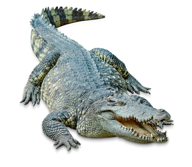 krokodil geïsoleerd op witte achtergrond omvatten clipping pad