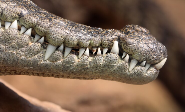 Foto krokodil hesd geschoten, tanden.