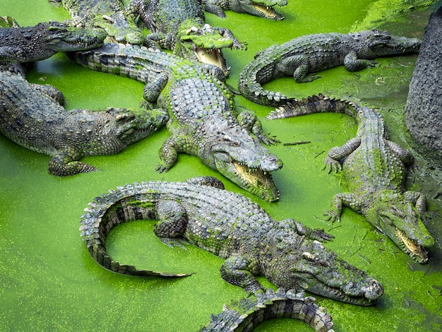 Krokodil in de natuurlijke atmosfeer.