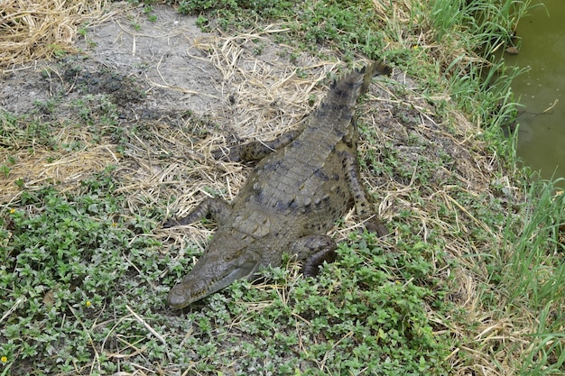 Krokodil in het gras op park van planten Guayaquil Ecuador