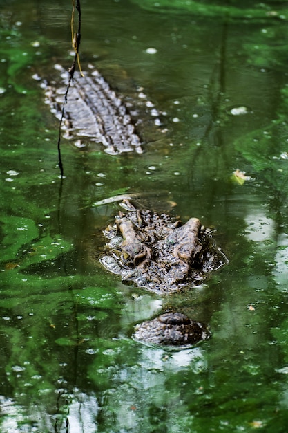 Krokodil in het moeras