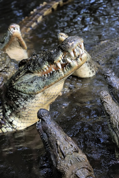 Krokodil in het water. Kenia, Afrika