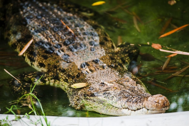 Krokodil in het water.