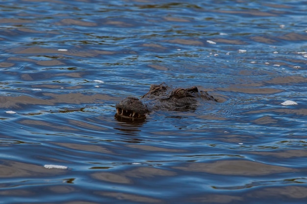 Foto krokodil in het water