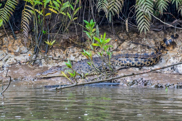 Foto krokodil in het wild