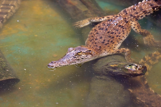 Krokodil in Thailand Farm