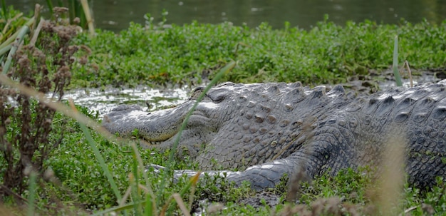 Foto krokodil ontspant zich op het meer