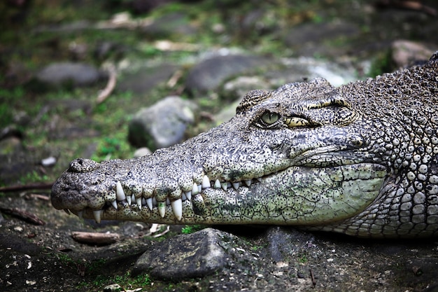 Krokodil portret