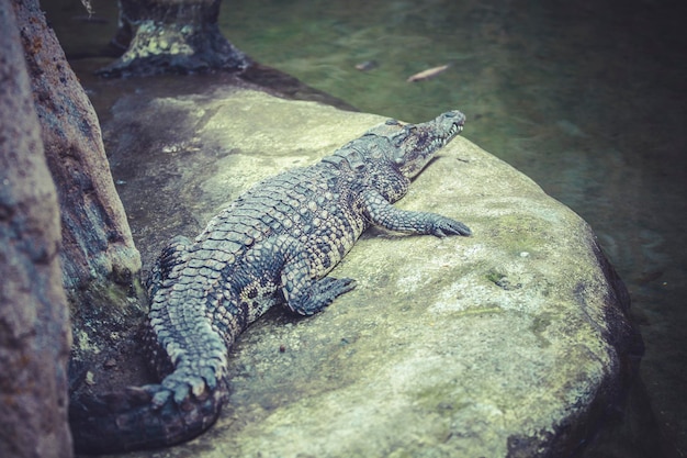 krokodil rustend op het zand