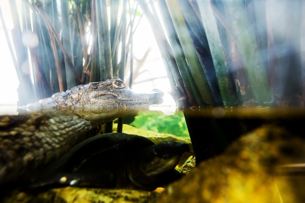 Krokodil&#39;s oog weerspiegelt in water