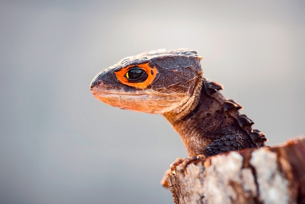 Krokodil skink op hout in tropisch bos