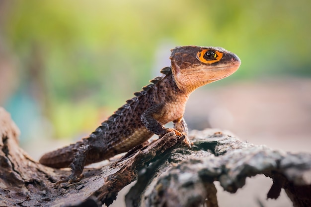 Krokodil skink op twijgen in tropisch bos