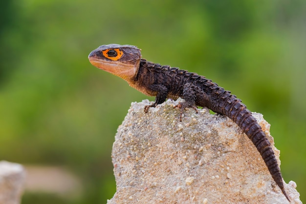 krokodil skink op zand in tropische tuin