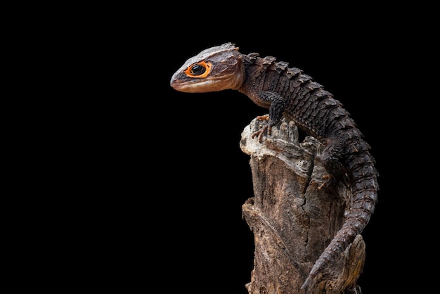 krokodil skink op zwarte achtergrond