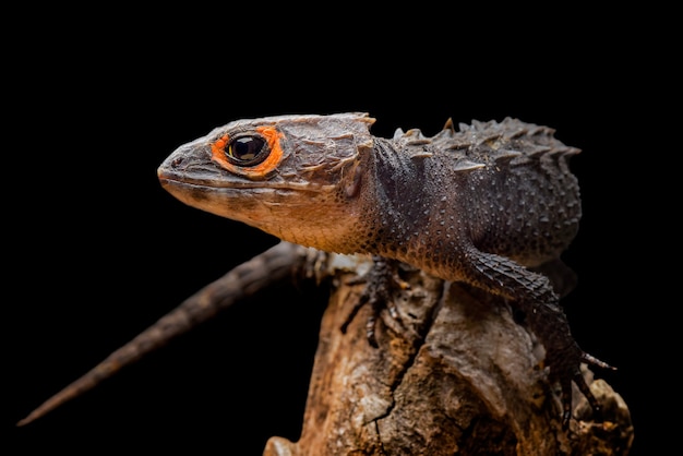 krokodil skink op zwarte achtergrond