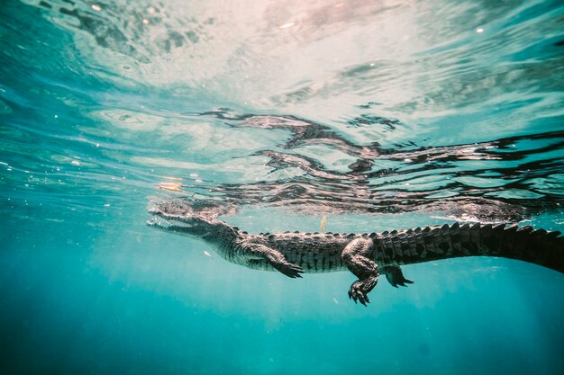 Foto krokodil zwemt in de zee