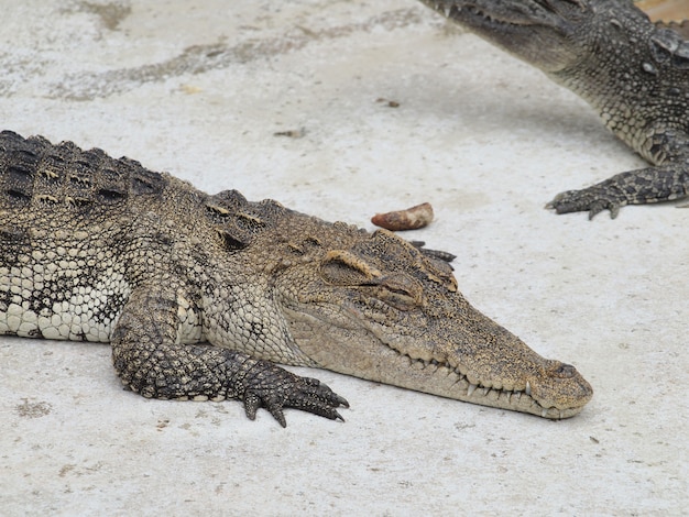 Krokodillen close-up in Thailand