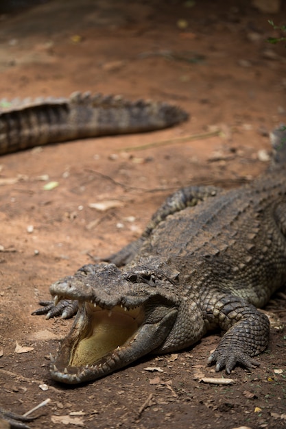 Krokodillen die bij Krokodillandbouwbedrijf rusten in Thailand