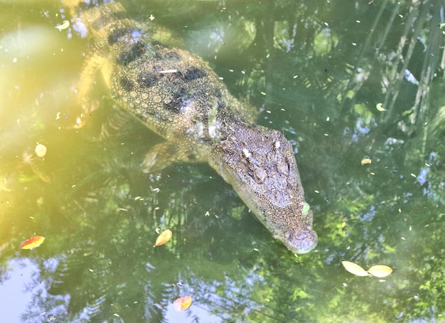 Krokodillen in de vijver dieren in de dierentuin