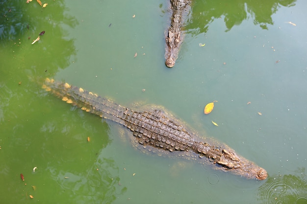 Krokodillen in een boerderij, Thailand.