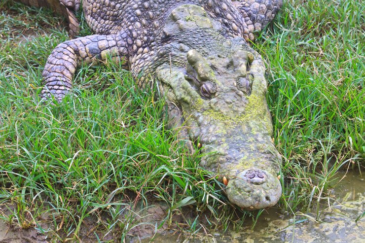 Foto krokodillen in een boerderij