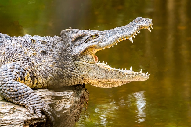Foto krokodillen zijn dieren met mooie tanden