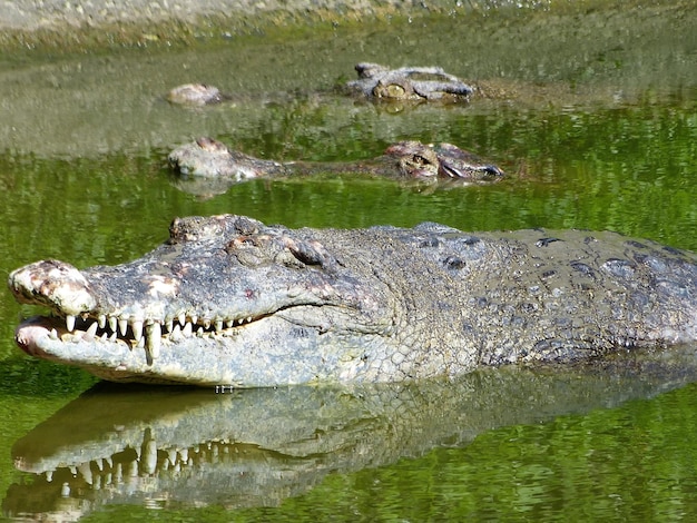 Krokodillen zwemmen in het meer.
