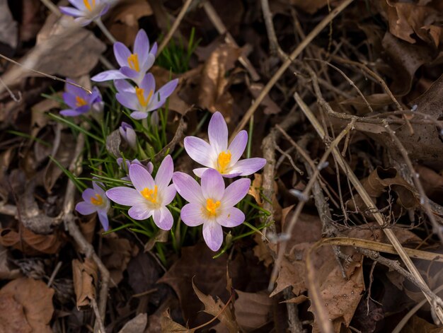 Krokus bloeit in aarde en mulch van de tuin