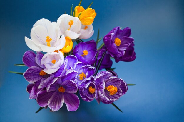 Krokus close-up op blauwe achtergrond